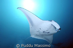 manta ray,nikon d2x 17-35mm by Puddu Massimo 